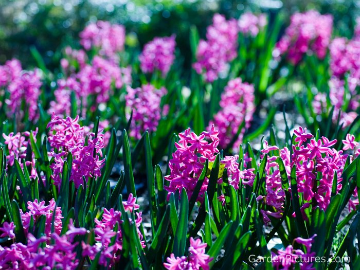 Hyacinthus orientalis 'Amethyst' PB 11